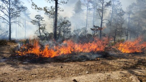 “GALERÍA” Reporta SDR 11 incendios forestales activos en el estado